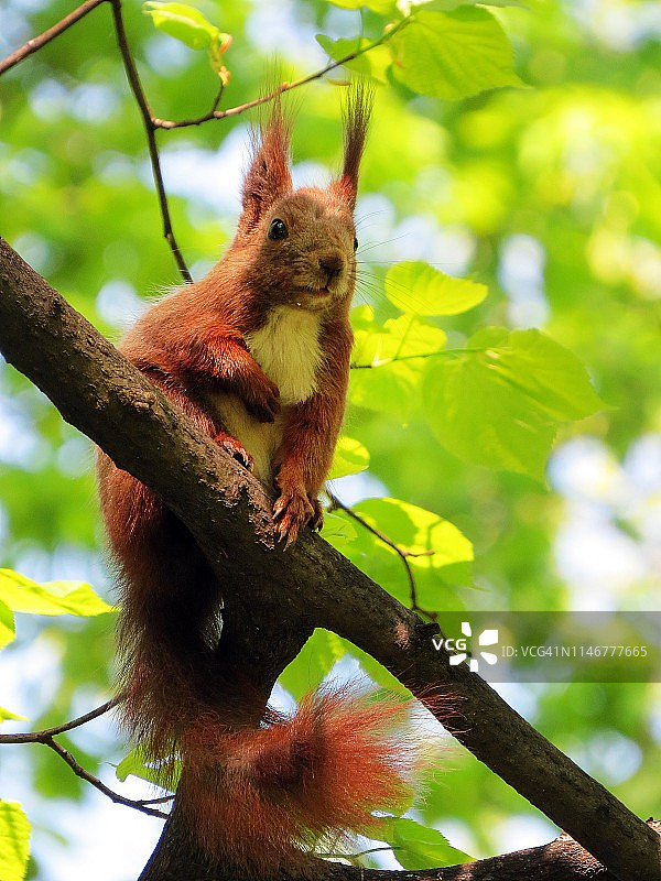 树上的松鼠图片素材