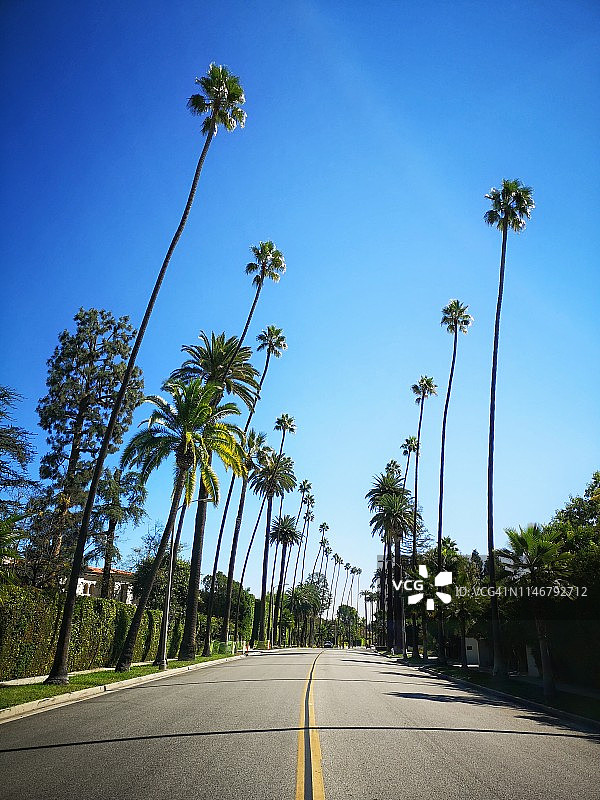 美国加利福尼亚州洛杉矶比佛利山庄的棕榈树图片素材