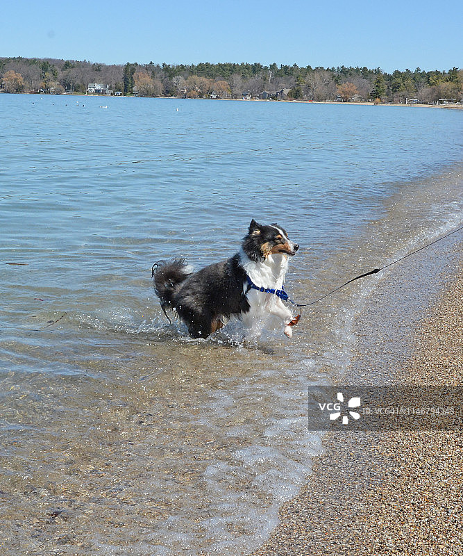在海滩上的年轻喜乐蒂牧羊犬的照片图片素材