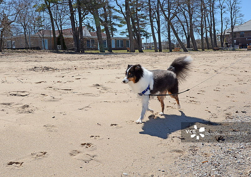 在海滩上的年轻喜乐蒂牧羊犬的照片图片素材