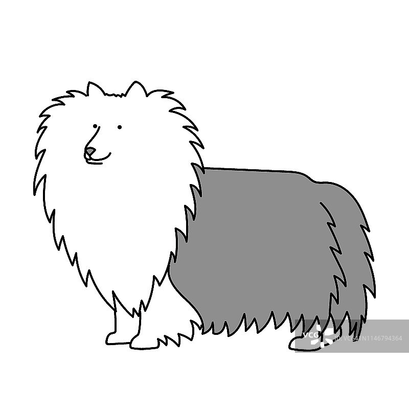 设得兰牧羊犬或柯利牧羊犬剪贴画插画图片素材