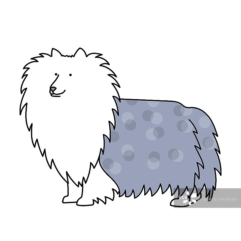 设得兰牧羊犬或柯利牧羊犬剪贴画插画图片素材