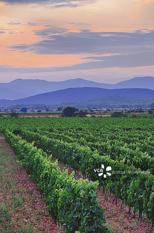 法国南部朗格多克-鲁西永的日落葡萄园图片素材