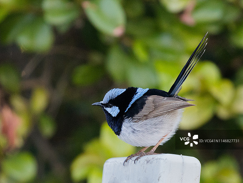 澳大利亚昆士兰州罗马的鹣鹲图片素材