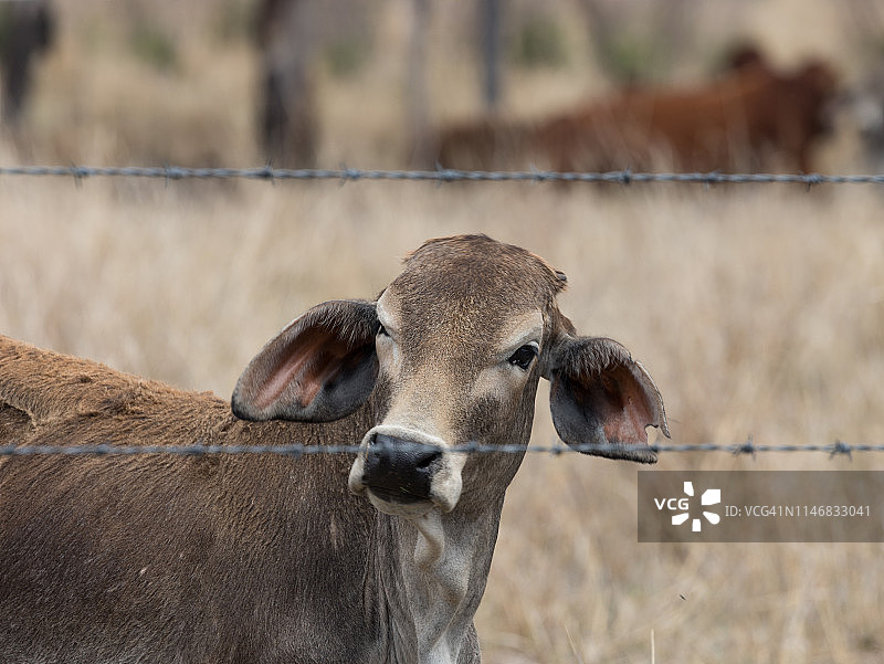 昆士兰内陆地区，牛群在带刺铁丝网围栏中窥视图片素材