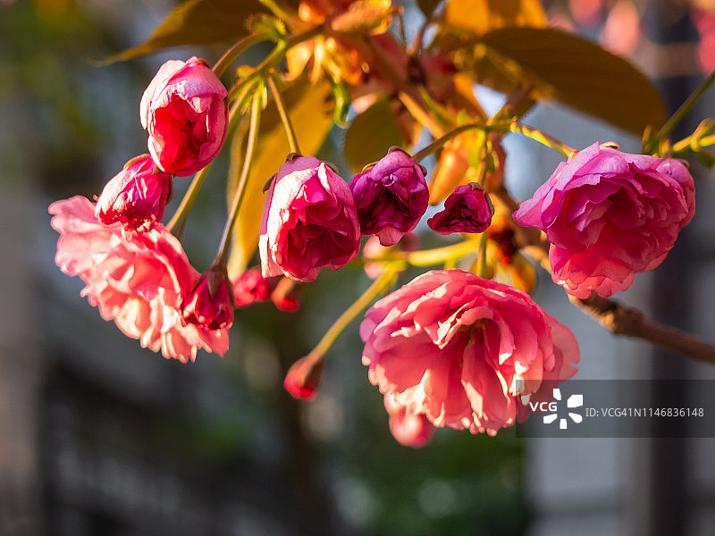 花园里的樱花特写图片素材