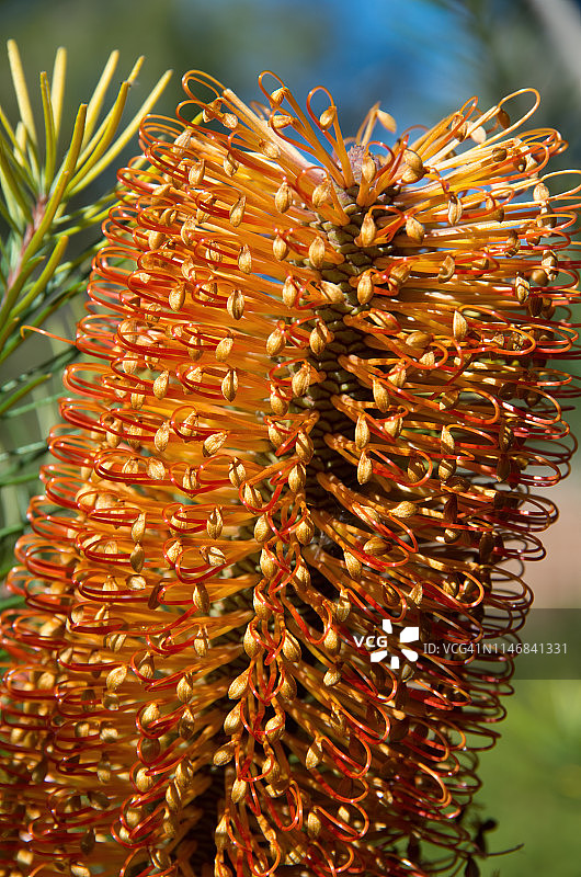 班克木“巨型蜡烛”图片素材