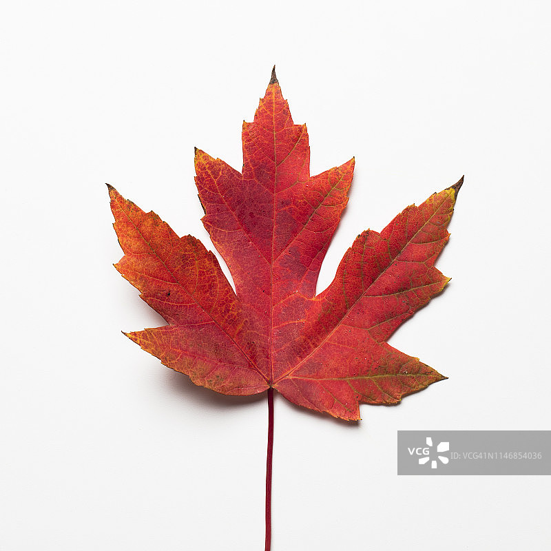 枫叶图片素材