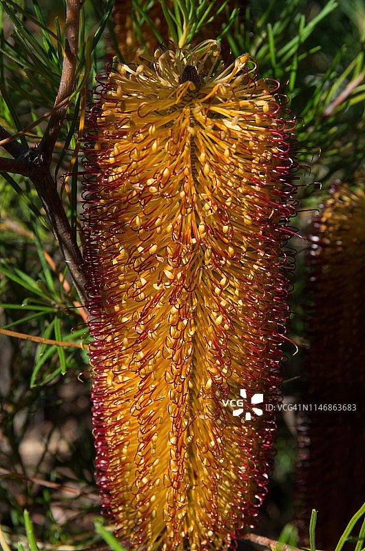 刺叶班克木变种图片素材