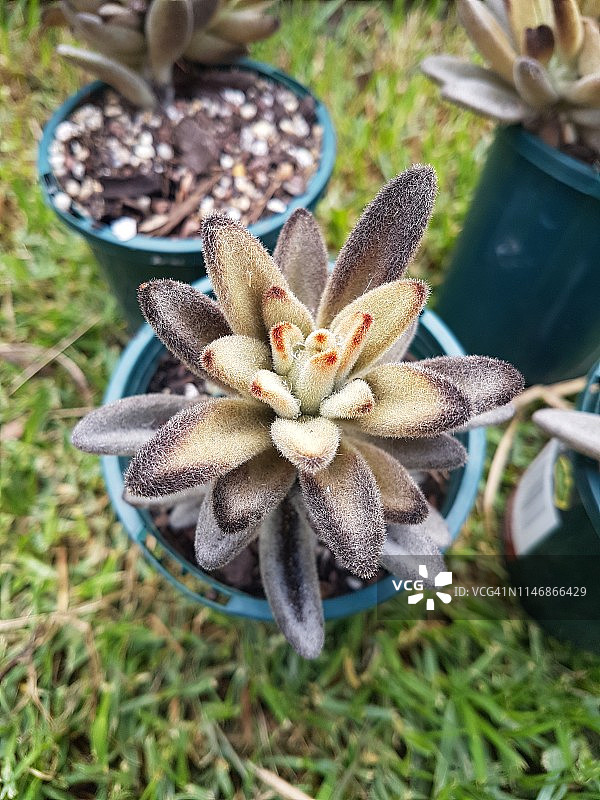 银波锦或称熊猫 प्लांट या बिल्ली के बच्चे कान, चॉकलेट सैनिक图片素材