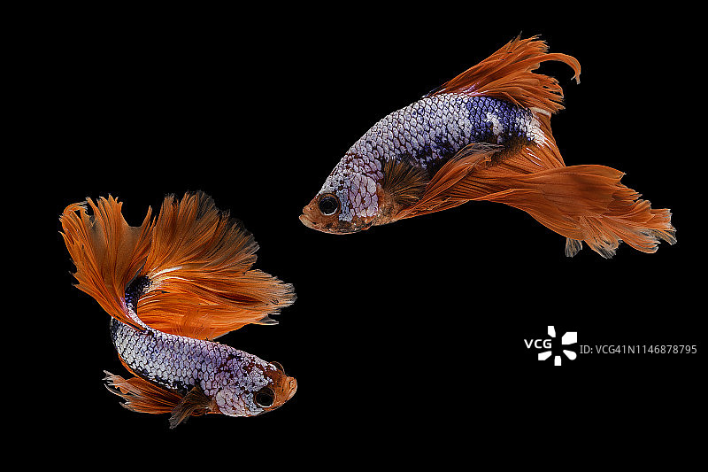 暹罗斗鱼的动态瞬间：两条斗鱼，黑色背景图片素材