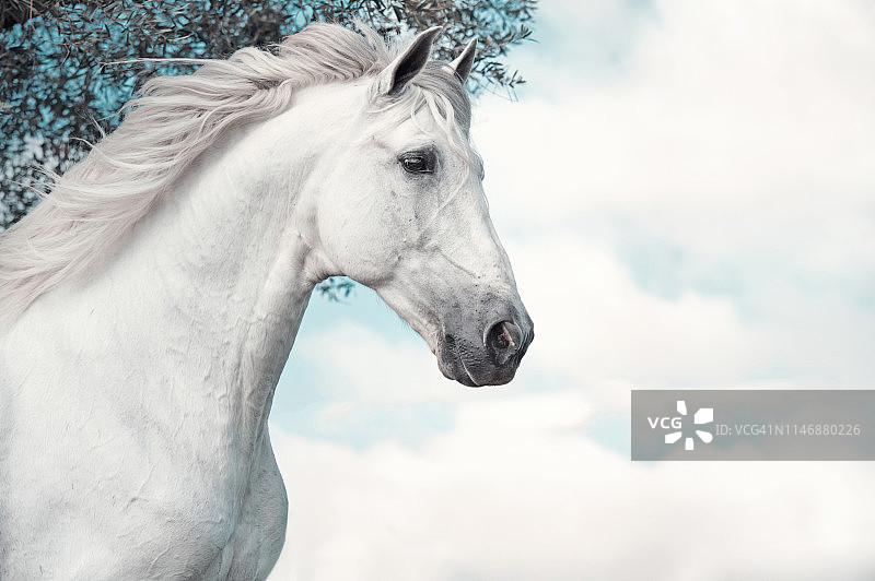 在西班牙安达卢西亚花园中奔跑的安达卢西亚种马画像图片素材