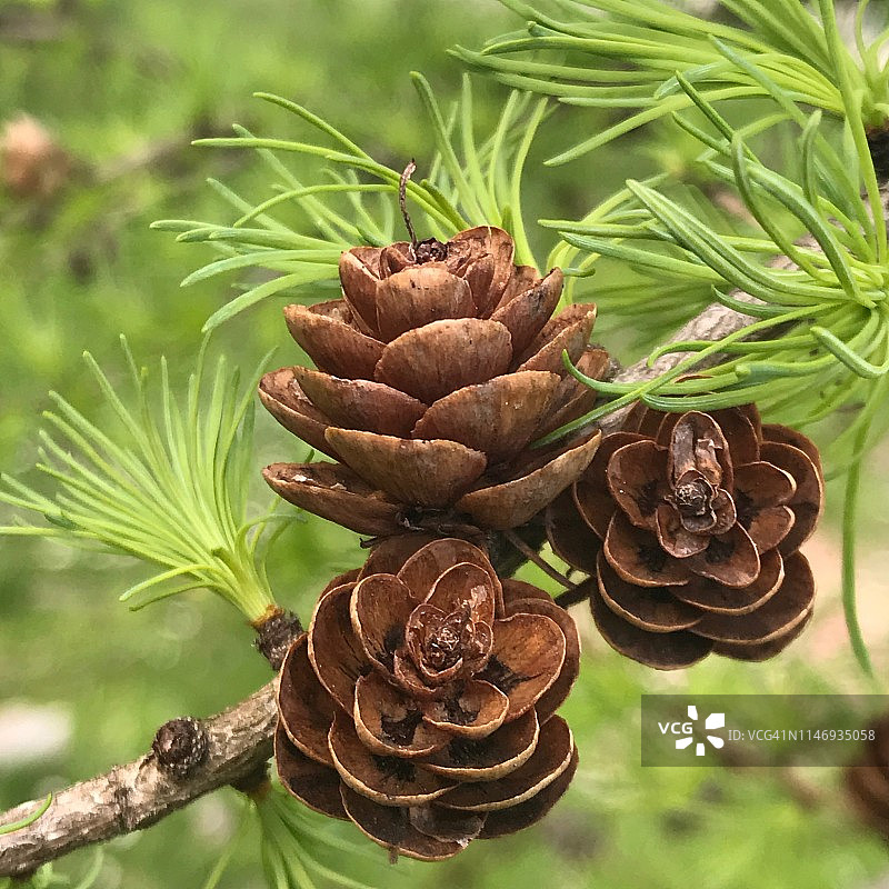日本落叶松的球果和新生的嫩芽，西雅图图片素材