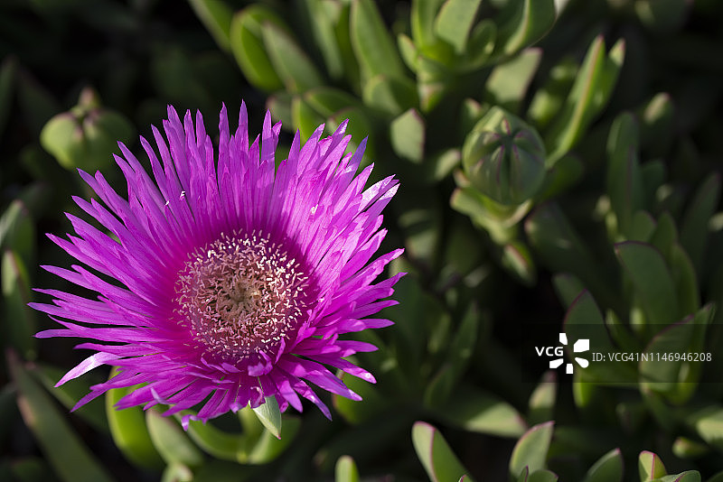粉色冰叶日中花特写图片素材