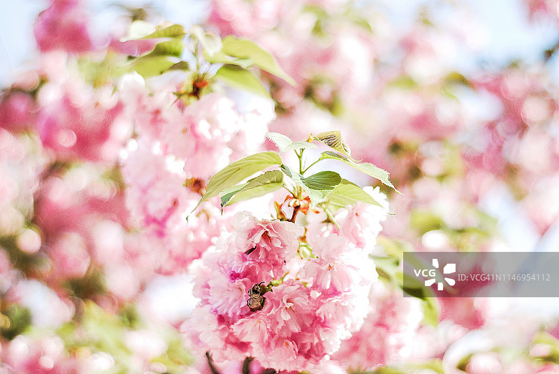 粉色盛开的鲜花图片素材