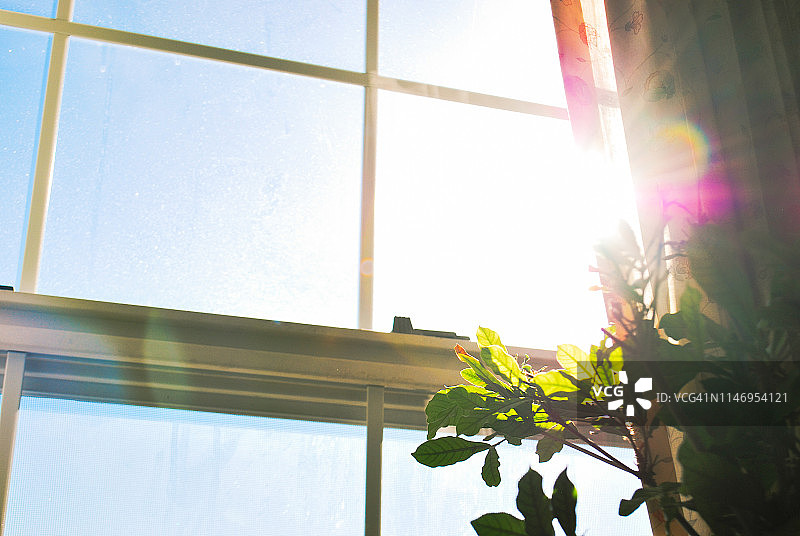 沐浴在阳光下的植物图片素材