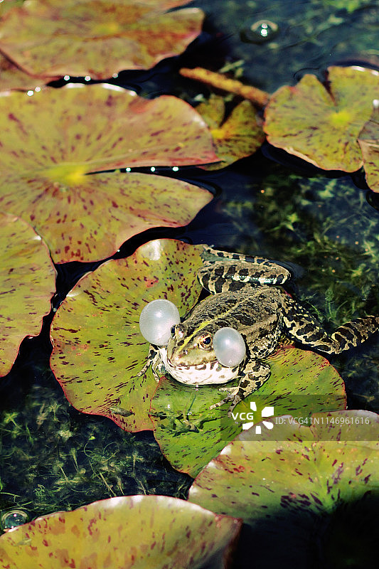 绿色的小青蛙图片素材