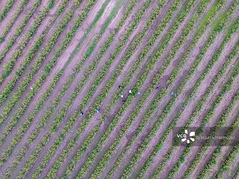 保加利亚玫瑰园图片素材