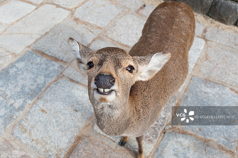 抬头露齿的鹿图片素材
