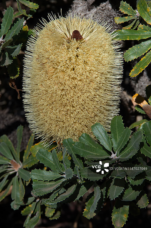 海岸 Banksia 花序图片素材