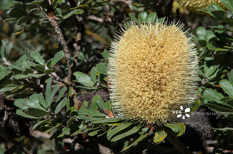 海岸 Banksia 花序图片素材