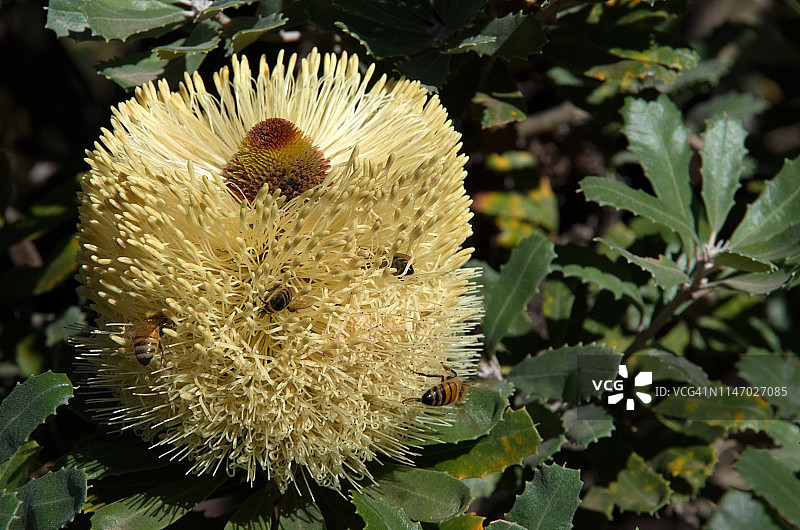 吸引蜜蜂的班克木开花图片素材
