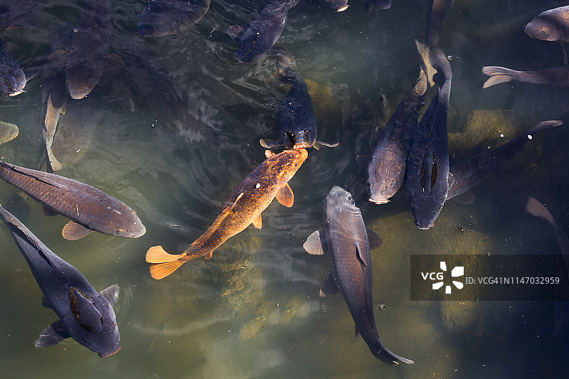 在河里游泳的鲤鱼图片素材