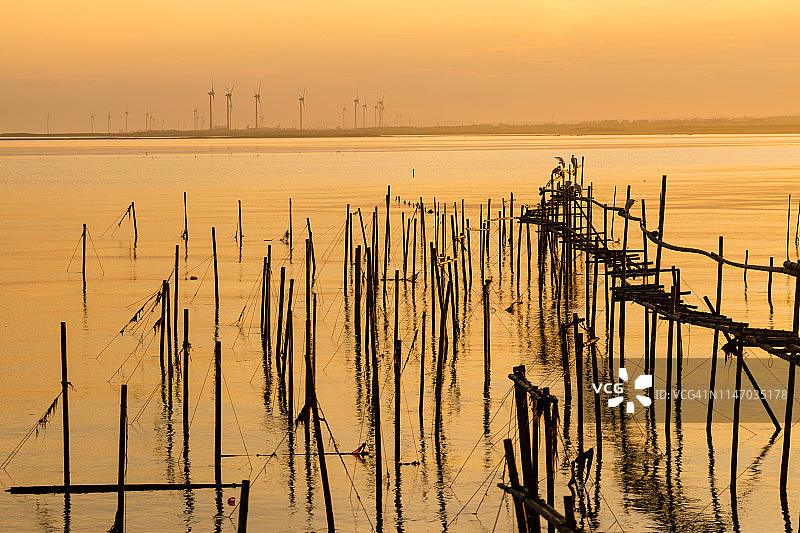 台中县高美湿地蚵架上的鸟类，高美湿地野生动物保护区养蚵场景观图片素材