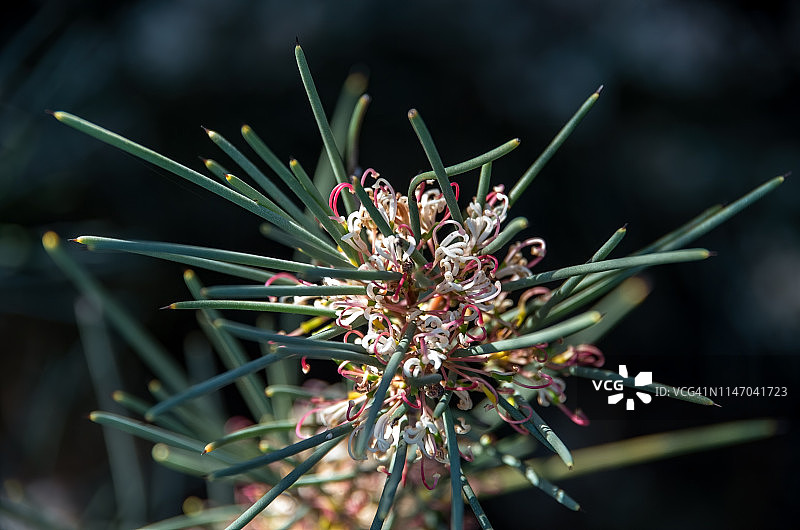 弯果哈克木图片素材