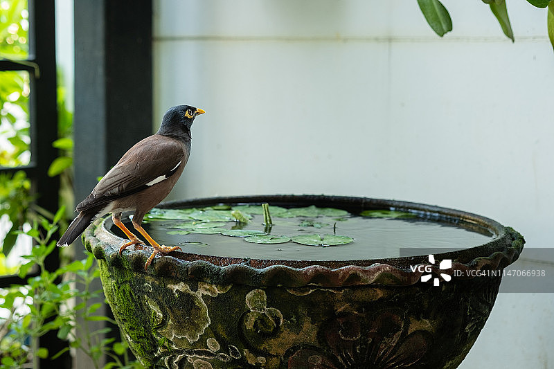 普通八哥鸟特写图片素材