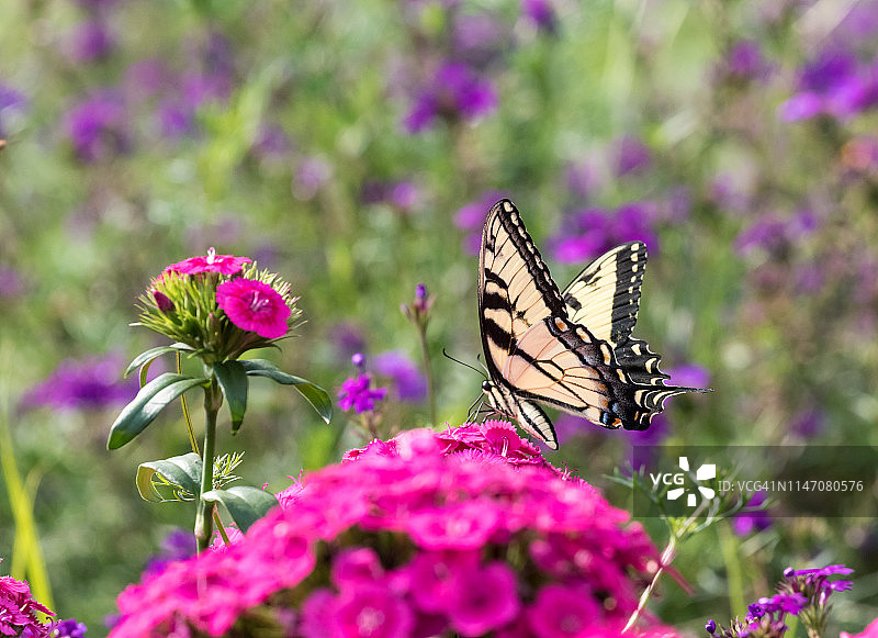 燕尾蝶与亮粉色花朵图片素材