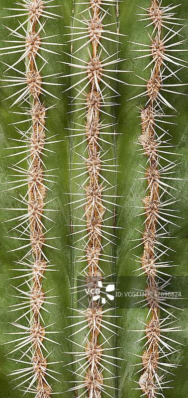 近距离观察的巨柱仙人掌图片素材