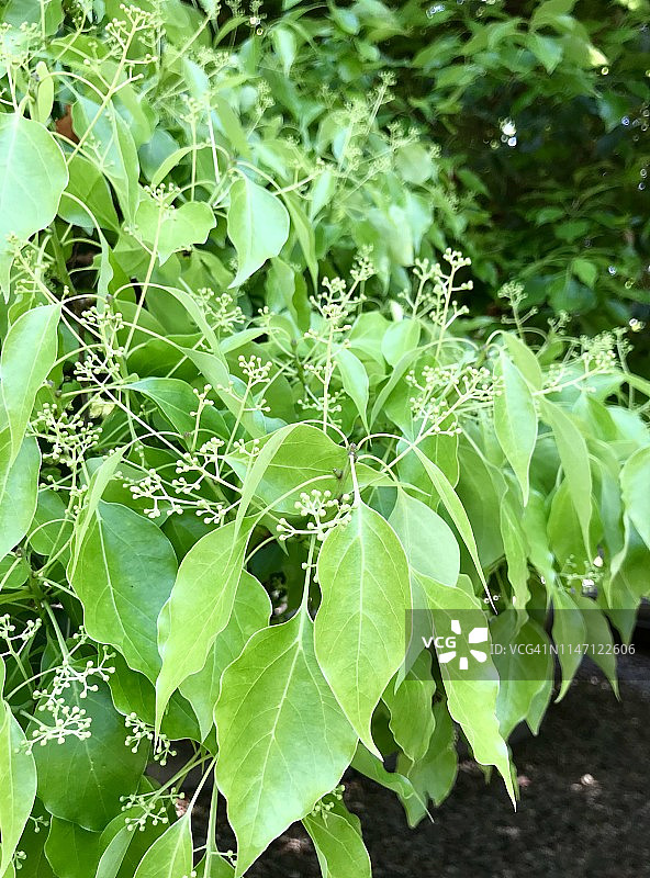 樟树的新鲜绿叶图片素材