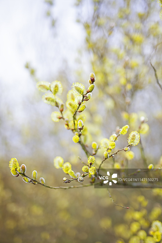 枝条上的柔荑花序，春天的最初迹象图片素材