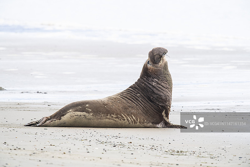 北方象海豹图片素材