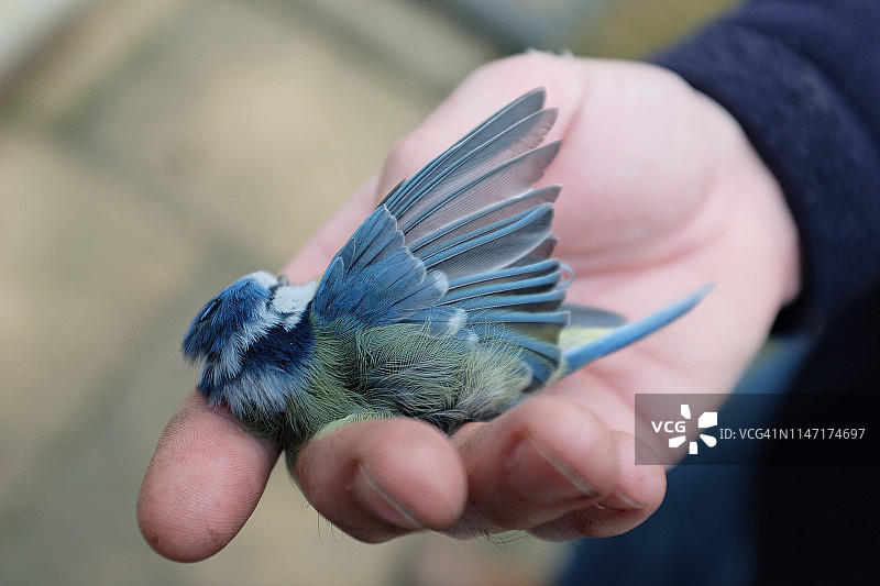 手持已故蓝山雀的局部照片图片素材