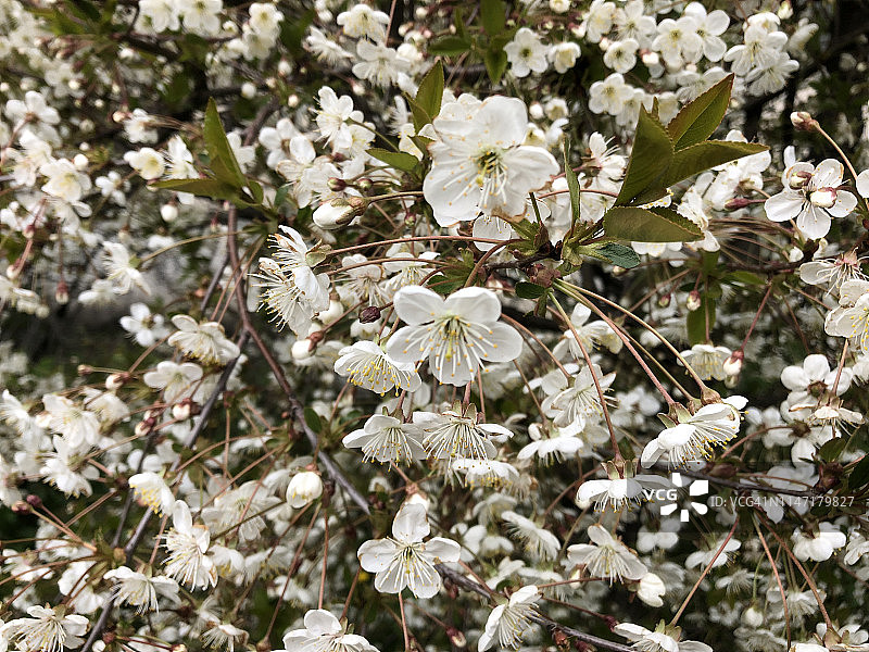 春天的到来：樱花盛开图片素材