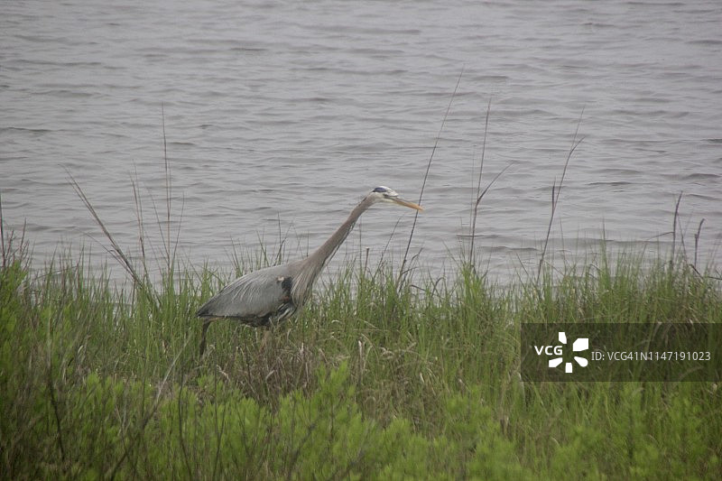 湖边的白鹭图片素材