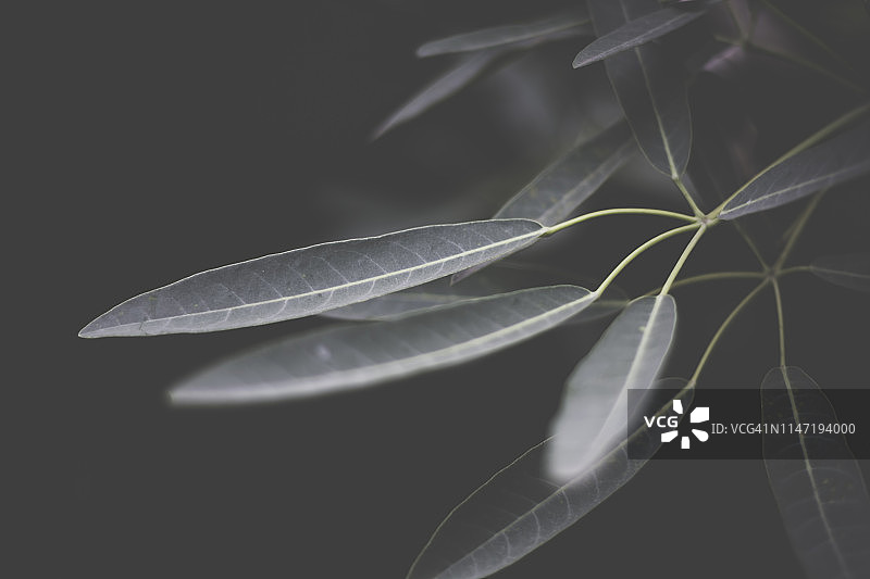 深色调的洋红风铃木特写图片素材