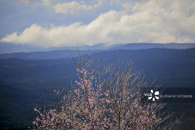 春天村庄里的樱花树图片素材