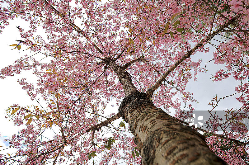 春天村庄里的樱花树图片素材