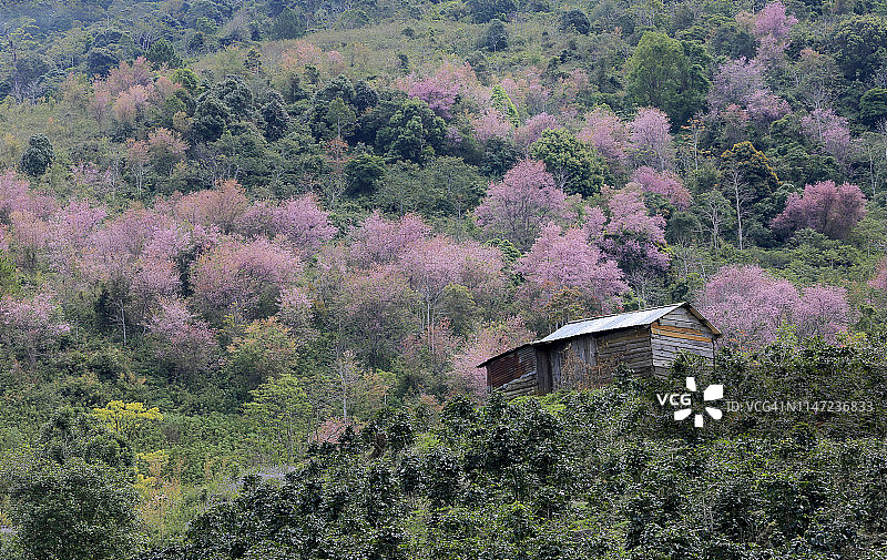 春天村庄里的樱花树图片素材