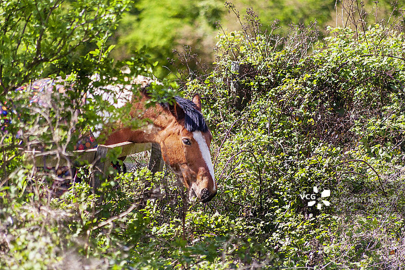 马在围栏边吃荆棘图片素材