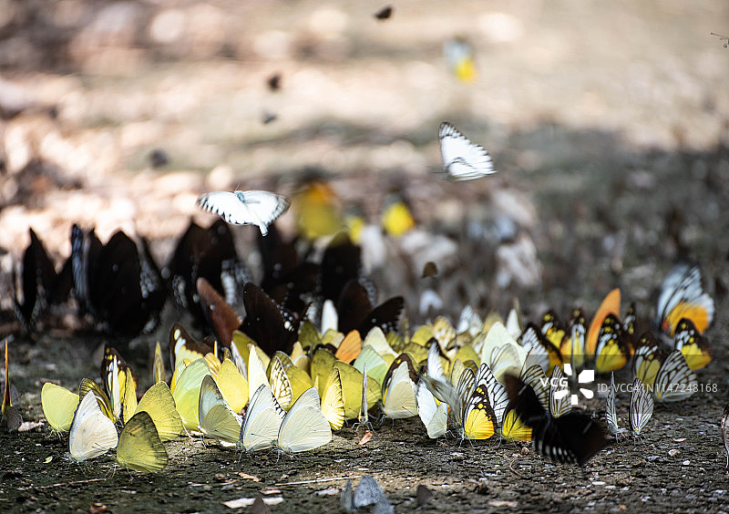 许多蝴蝶图片素材