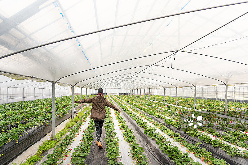 女人愉快地走进日本九州草莓园图片素材