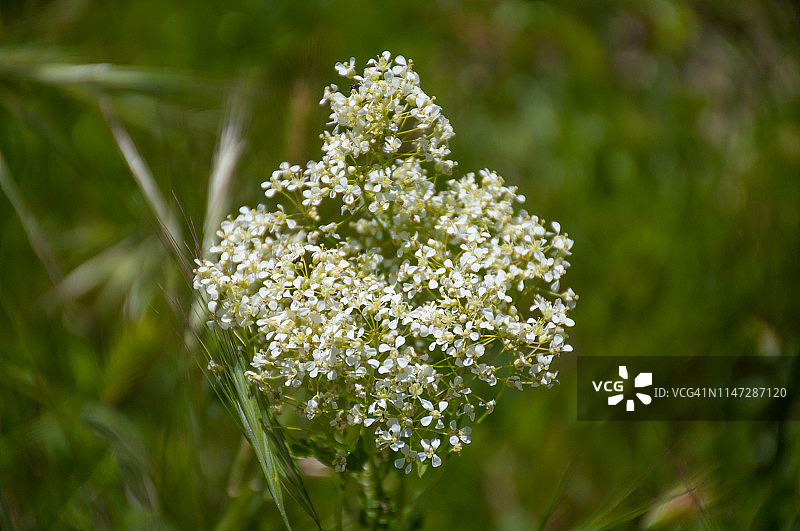 德拉巴花图片素材