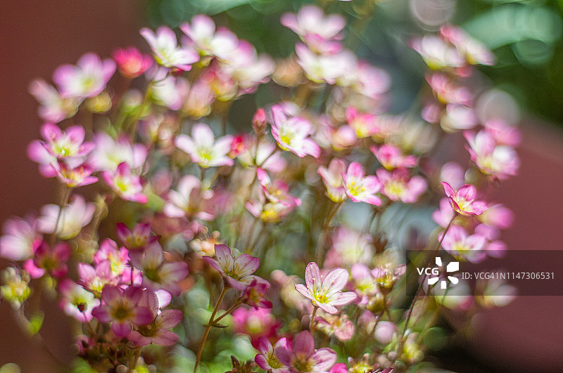 粉红色虎耳草图片素材