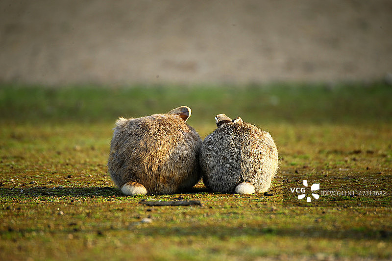 日本广岛县大久野岛的兔子岛图片素材