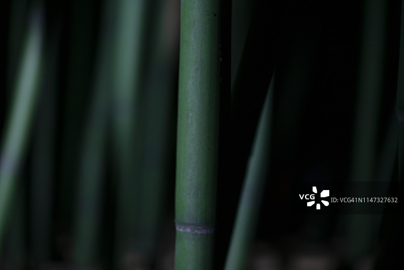 夜晚绿色灯光照亮竹林特写背景图图片素材