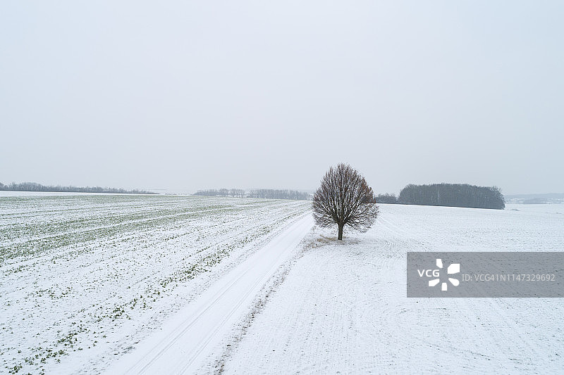 冬季巴伐利亚弗兰肯地区，雪覆盖的乡间道路旁的巨大孤零零的菩提树图片素材